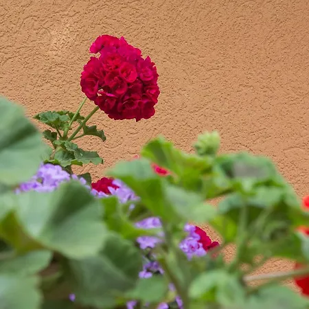 Sunny Complex Апартхотел